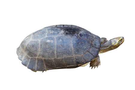 Turtle on white backgroundの写真素材
