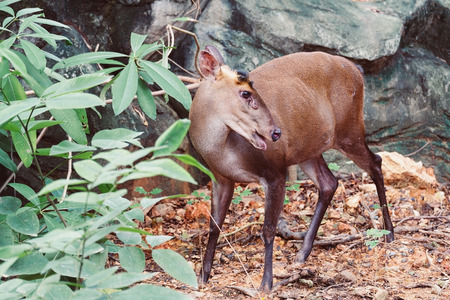 Barking deer standing in the park in summerの写真素材
