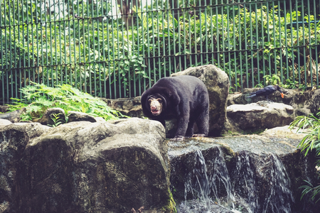 Black bear walking on the rock with nature background in the parkの写真素材