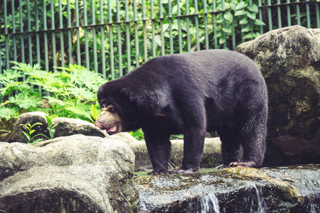 Black bear walking on the rock with nature background in the parkの写真素材