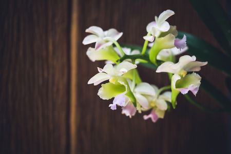 Aerides Lawrence Orchid on wood backgroundの写真素材