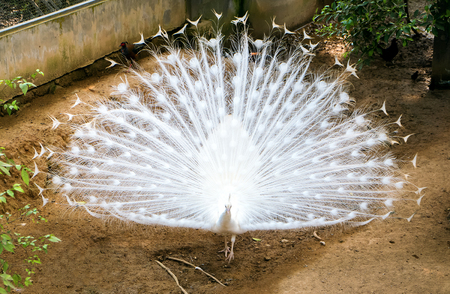 Beautiful White Peacock portrait with tail feather outの写真素材