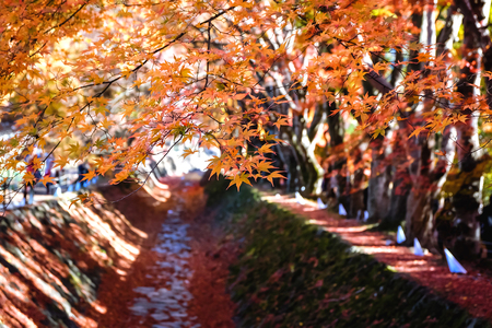 Autumn Maple leaves in the park with blurred background.の写真素材