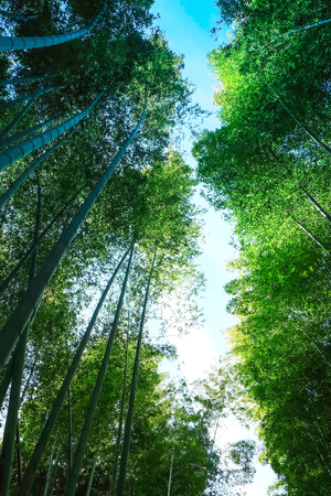 Bamboo forest at Arashiyama district in Kyoto, Japan.の写真素材