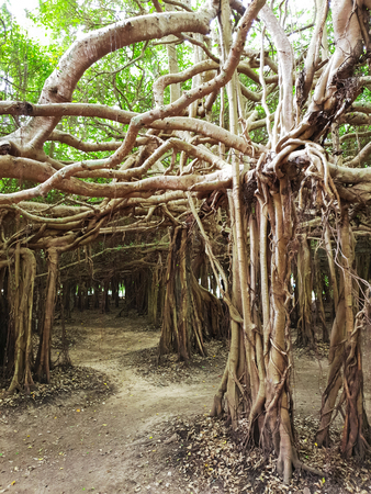 Banyan tree (Sai Ngam) in Phimai district, Nakhon Ratchasima Province, Thailandの写真素材