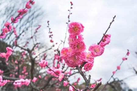 Blooming Pink Plum flower in Spring season.の写真素材