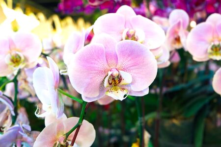 Pink Miltonopsis orchid flower in the garden with nature backgroundの写真素材