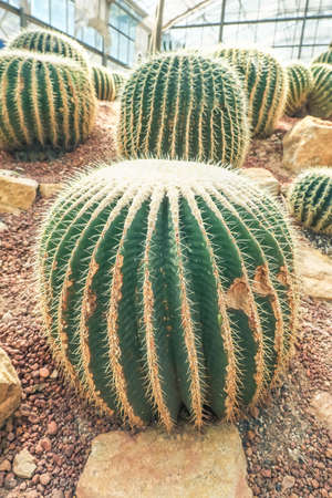 Beautiful Echino cactus or Golden barrel Cactus growth up in the garden in summer.の写真素材