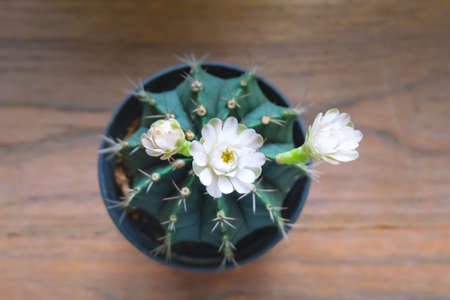 Beautiful flower Gymnocalycium Cactus blooming in the summer seasonの写真素材