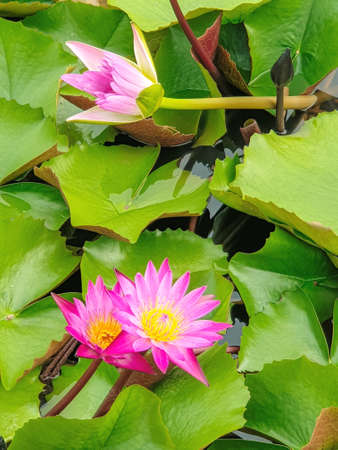 Beautiful Pink Waterlily or Lotus flower blooming in the pondの写真素材