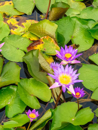 Beautiful Violet Waterlily or Lotus flower blooming in the pondの写真素材
