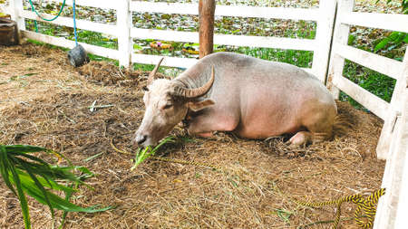 Buffalo eating grass in the garden near pondの写真素材