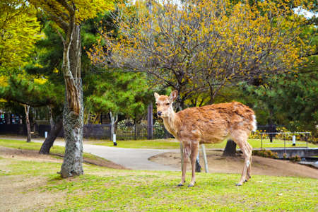 Young Deer stand in the park in Na ra, Japanの写真素材