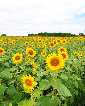Beautiful Sunflower blooming in the field in sunshine dayの写真素材
