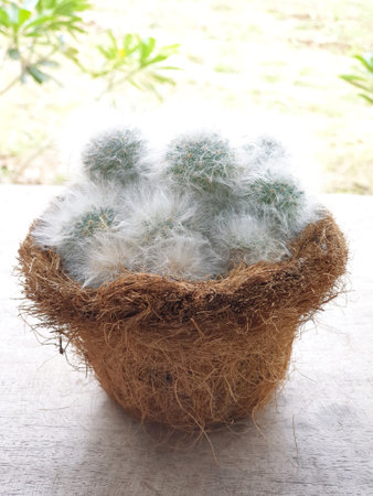 Beautiful Mammillalia cactus decorated on the wood tableの写真素材