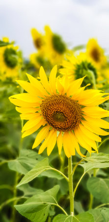 Beautiful Sunflower blooming in the field with sunshineの写真素材