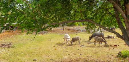 Buffalo enjoy eating the grass in the field in countryside, scene nature landscape.の写真素材