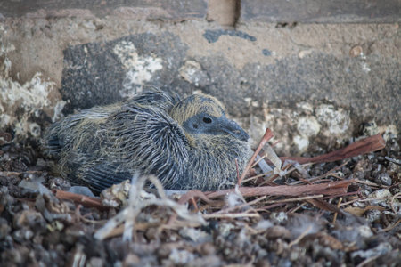 Pigeon born 2 weeks agoの写真素材