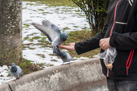 open wingsの写真素材