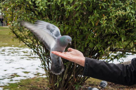 pigeons eating from the hand person open wingsの写真素材