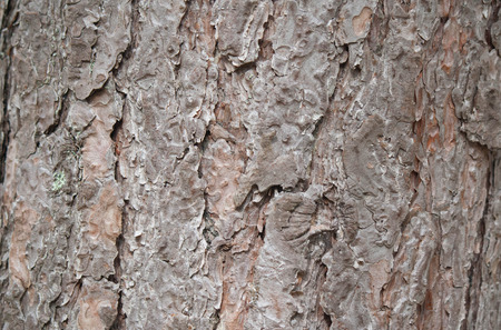 pine barkの写真素材