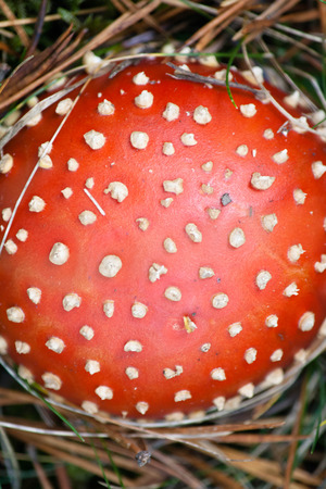 amanita muscaria in the bushの写真素材