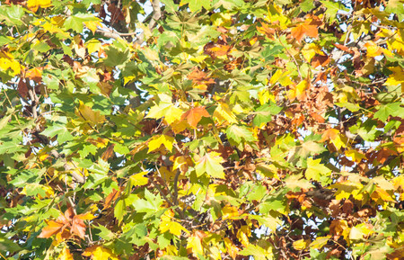 autumnal leaves background textureの写真素材