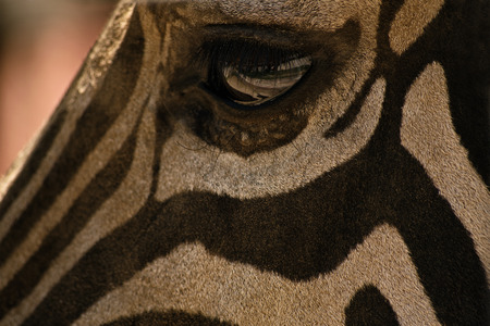 Close-up shot of zebra's eyeの写真素材