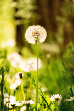 A close up shot of a dandelion in a park.の写真素材