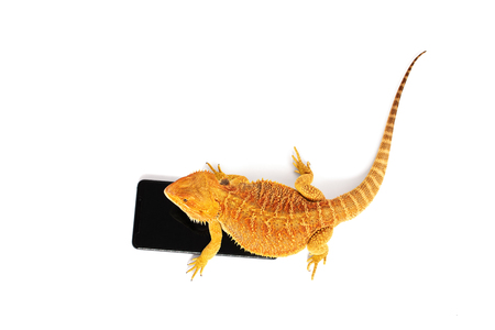 Bearded dragon standing on a smartphone, isolated on white backgroundの写真素材
