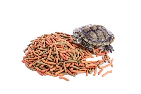 Small turtle on a pile of reptile food holding a chunk of it in its mouth, isolated on white background.の写真素材