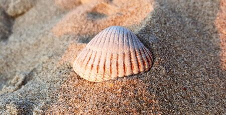 Close up shot of a white seashell on a sandy beach enlightened by sun rays.の写真素材