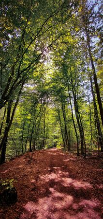 Beautiful forest hiking and biking trail surrounded by green trees and sun rays shining through. Lush green train in Kottenforst, Germany.の写真素材