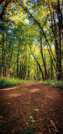 Beautiful hiking and biking forest trail surrounded by green trees and sun rays shining through. Lush green train in Kottenforst, Germany.の写真素材