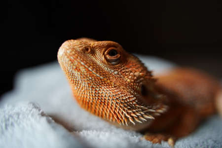 Macro photograph of a beautiful orange coloured young bearded dragon with selective focus.の写真素材