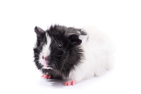 Close up of a cute black and white guinea pig, isolated on white background. Domestic animals, pets, concept.の写真素材