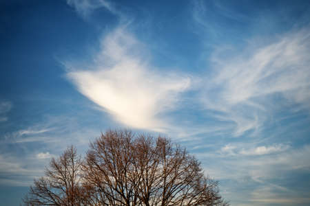 Beautiful swirls of clouds on a blue sky above the trees.  Blue sky background with white clouds.の写真素材