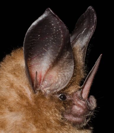 The golden bat (Mimon bennettii) is a bat species from South America. It's found in Brazil, Colombia, French Guiana, Guyana, Suriname and Venezuela.の写真素材