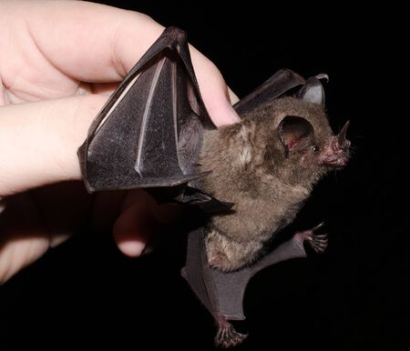Seba's Short-tailed Bat (Carollia perspicillata) Brillenblattnase