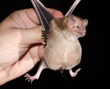 Common vampire bat (Desmodus rotundus) pregnant. Females give birth to one offspring per pregnancy,...