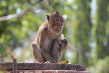 monkey