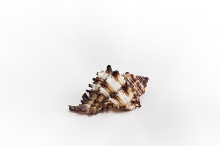 sea shell