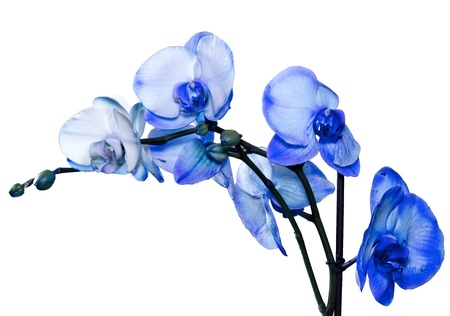 Blue Orchidの写真素材