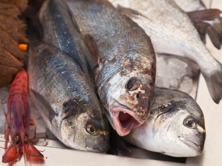fresh fishの写真素材