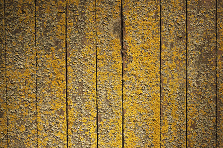 Wall mossの写真素材