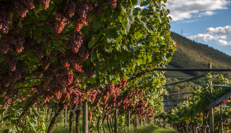 Wineryの写真素材
