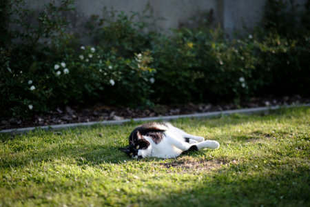 Cute black and white cat lying in the sunの写真素材
