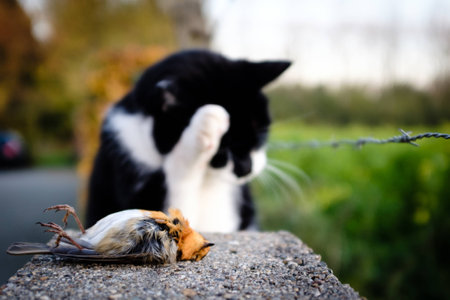 Dead robin killed by a black and white catの写真素材