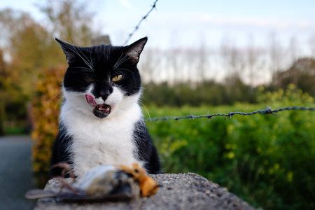 Dead robin killed by a black and white cat. The killer cat is licking its beard.の写真素材