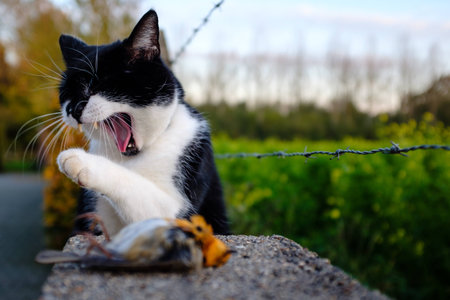 Dead robin killed by a black and white cat. The killer cat seems to be yawning.の写真素材